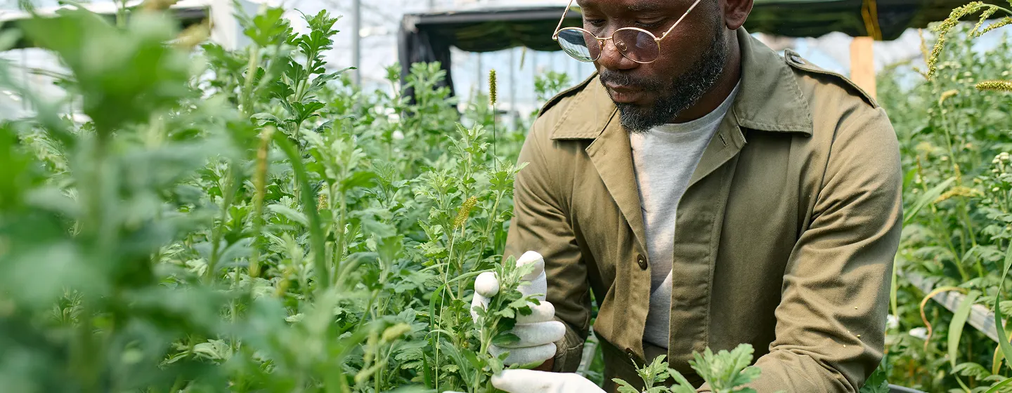 A close-up of a man wearing gold-rimmed glasses and a green utility jacket, carefully inspecting green leafy plants in a greenhouse while wearing white gardening gloves.