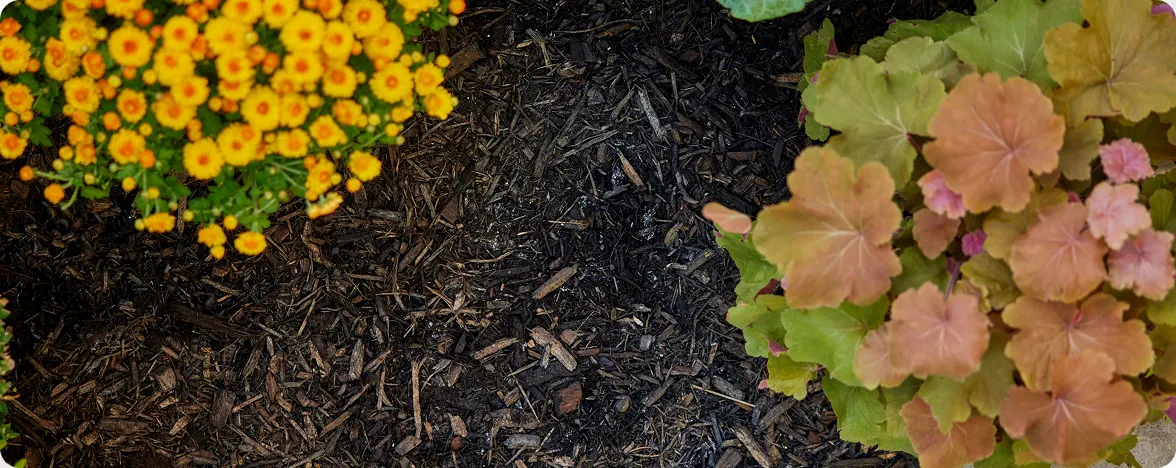 Top-down view of yellow and pink flowering plants surrounded by dark organic mulch.