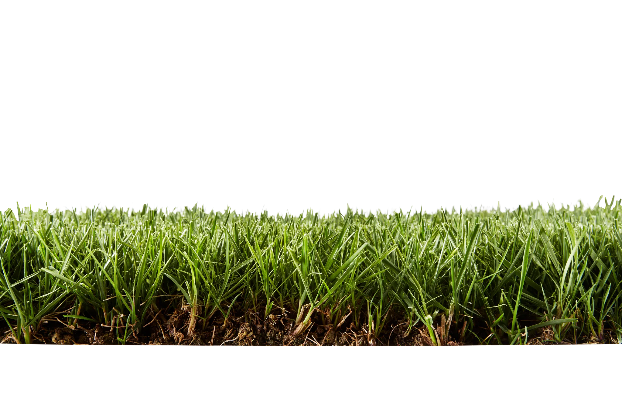 Side-view cutaway of a tall fescue lawn
