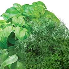 AeroGarden Gourmet Herbs Seed Pod Kit image number null