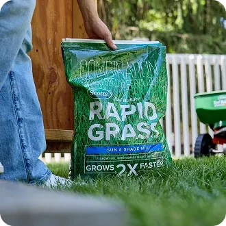 Grass Seed