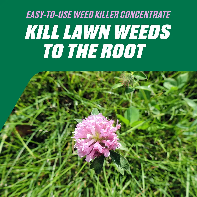 Ortho Chickweed, Clover & Oxalis Killer for Lawns Concentrate image number 6.0