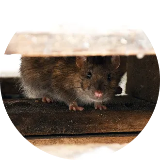 Rats