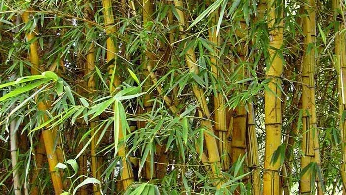 bonsai tree weeds Bonsai Tree Grow Kit Chinese Juniper – Weeds main image 1