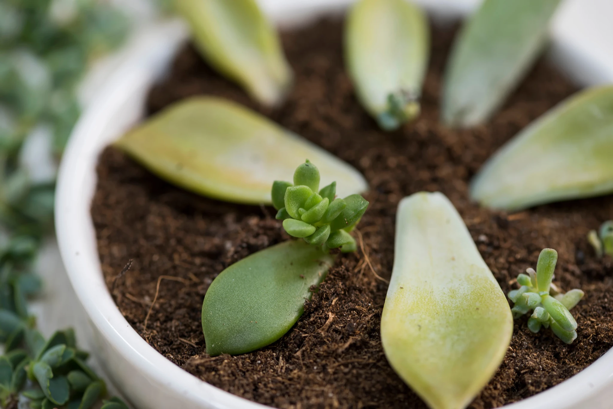 How to Propagate Succulents | ScottsMiracle-Gro US
