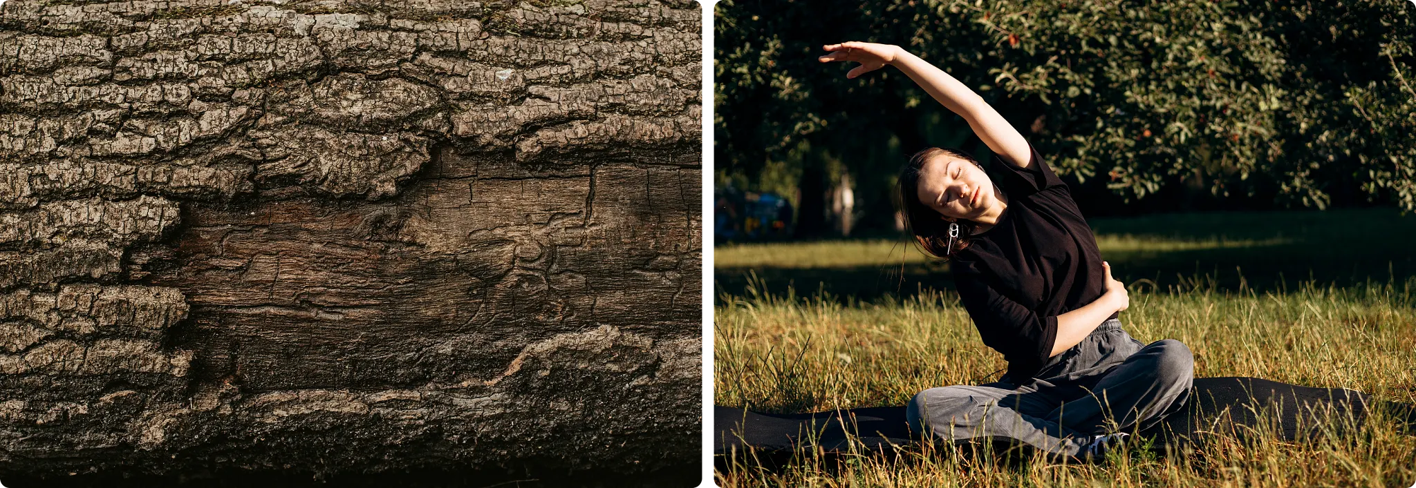 A close-up view of an ancient, weathered tree trunk showing textured, exposed dead wood alongside a thin, resilient strip of live bark.