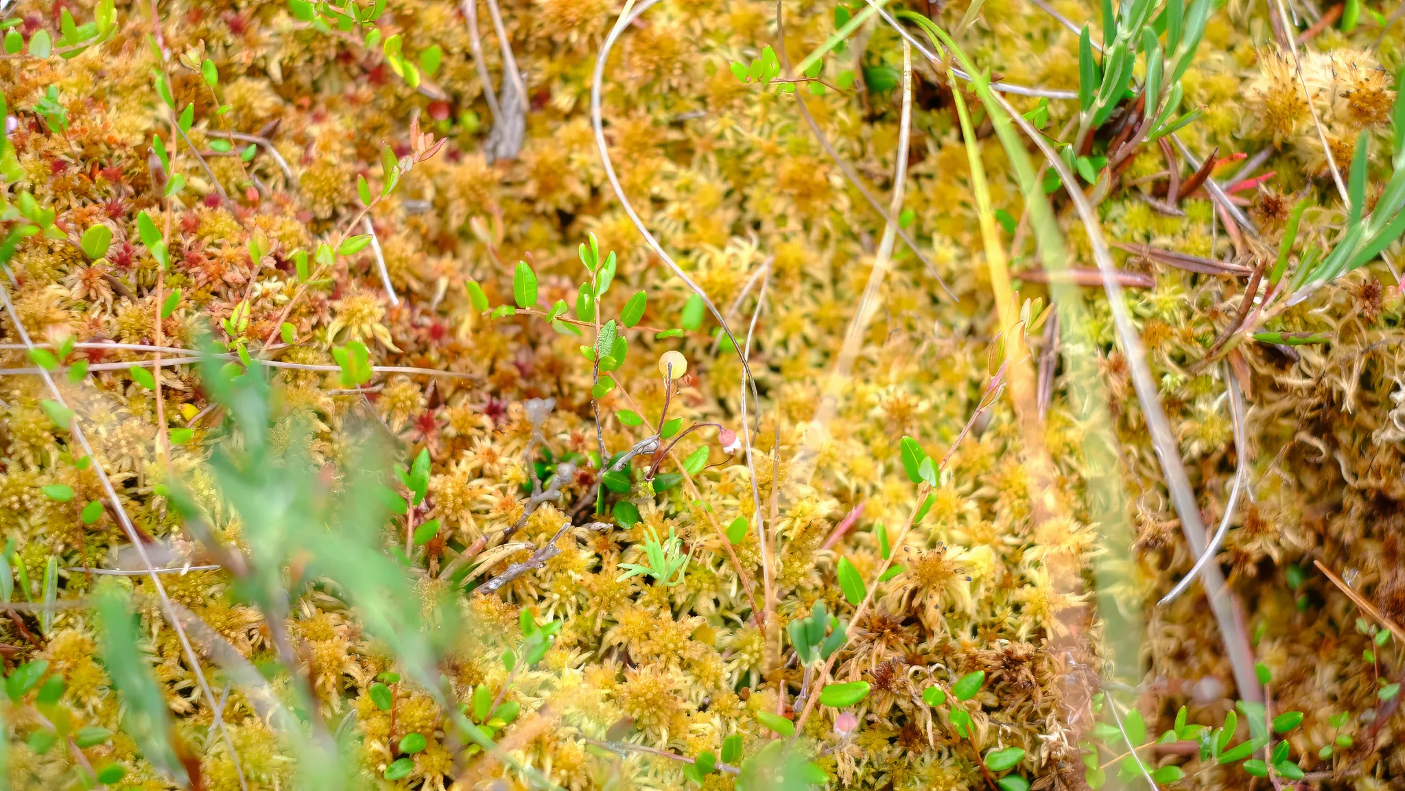 Close-up view of a peat bog with sphagnum moss in yellow and orange, interspersed with green wetland plants.