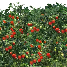 AeroGarden Mighty Mini Cherry Tomato Seed Pod Kit image number null