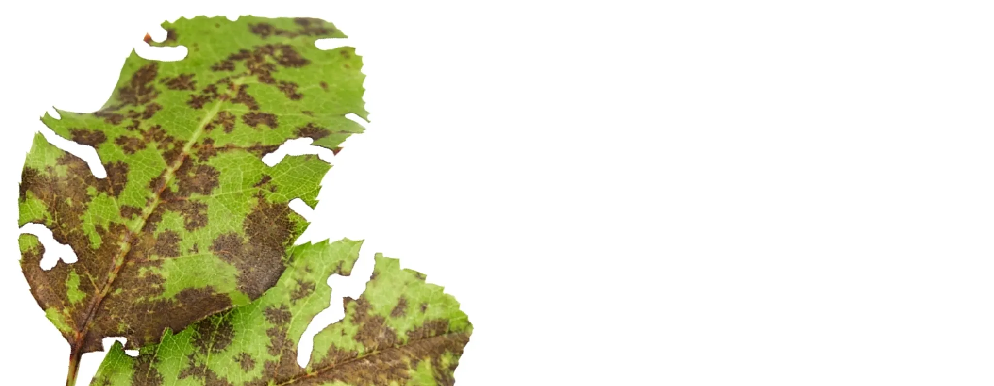 Damaged green plant leaf showing brown spots and holes from disease or pest damage.