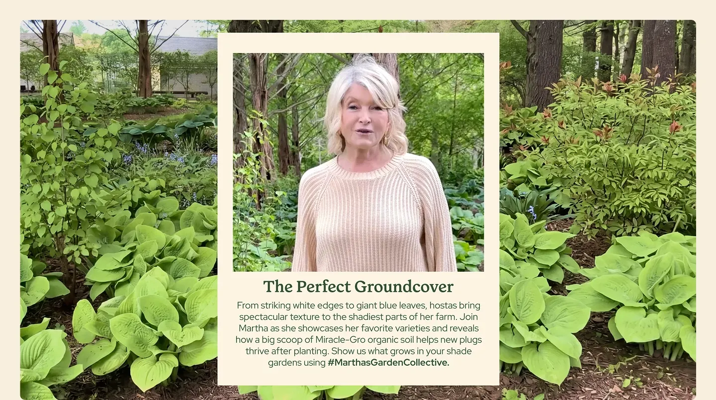 Martha Stewart standing in front of a garden bed full of hostas. With text under the image that reads The Perfect Groundcover. From striking white edges to giant blue leaves, hostas bring spectacular texture to the shadiest parts of her farm. Join Martha as she showcases her favorite varieties and reveals how a big scoop of Miracle-Gro organic soil helps new plus thrive after planting. Show us what grows in your shade gardens using hashtag MarthasGardenCollective.