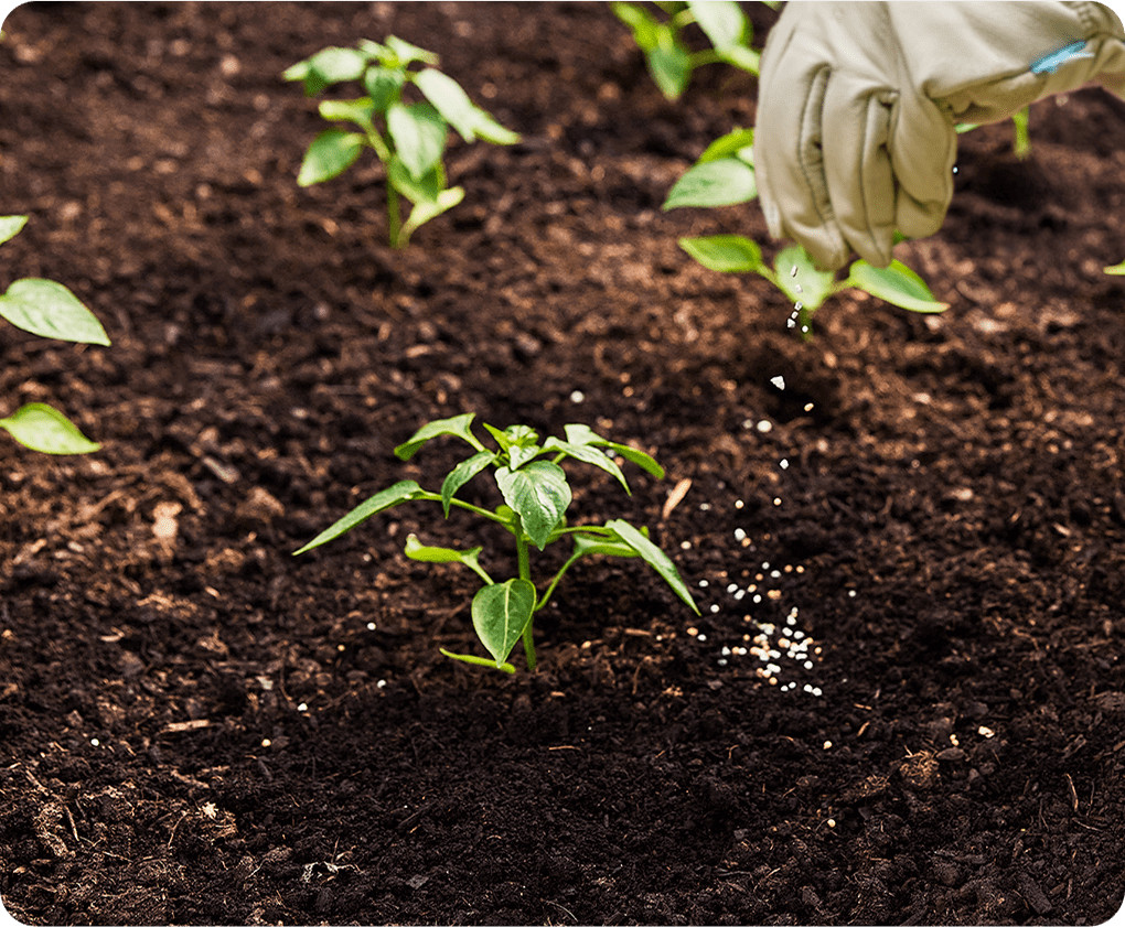 seedlings in dirt