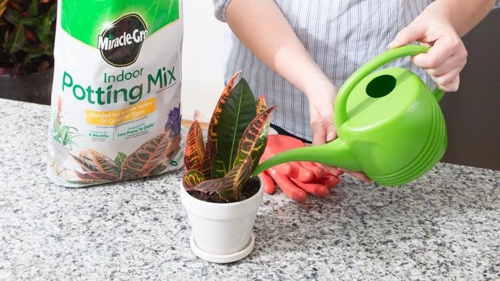 Watering croton plant 