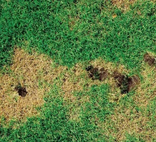 damaged lawns caused by grubs