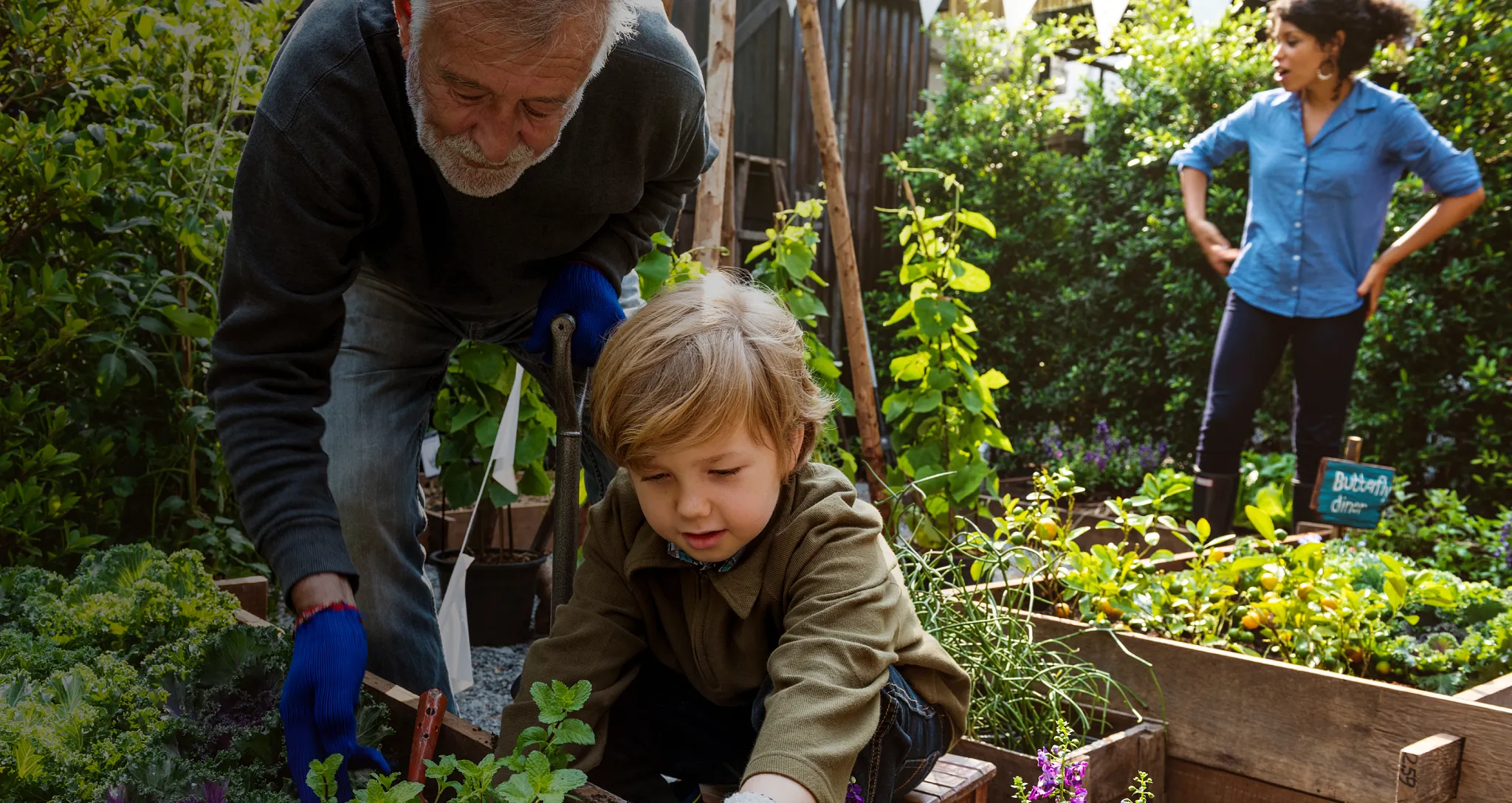 A young boy and a older man tend to green plants together in a backyard garden, with an older woman standing in a raised garden bed in the background.