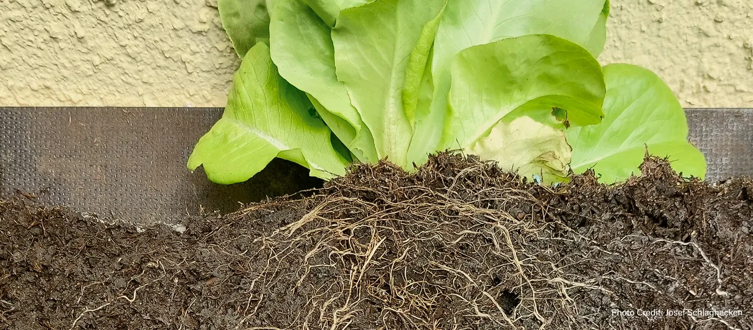 Lettuce plant pulled from the ground with extensive root system showing.
