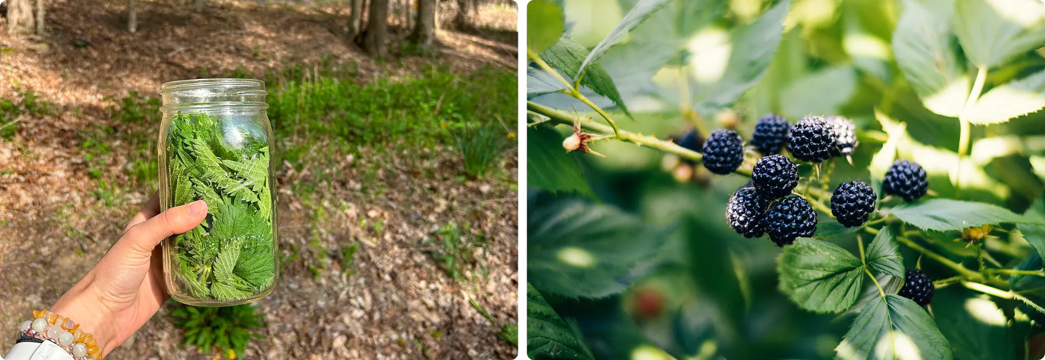 dual edible leaves