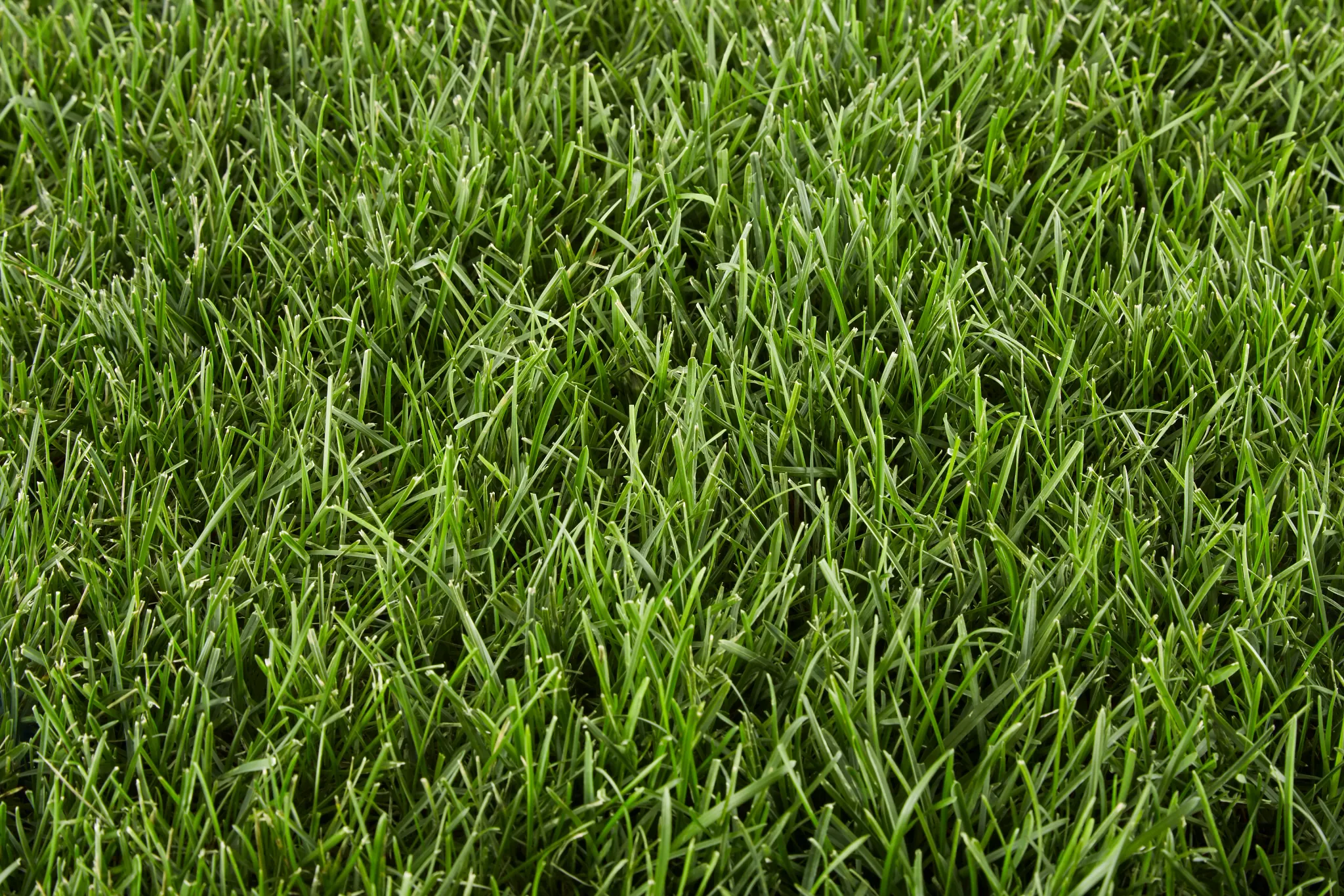Close-up of a perennial ryegrass lawn