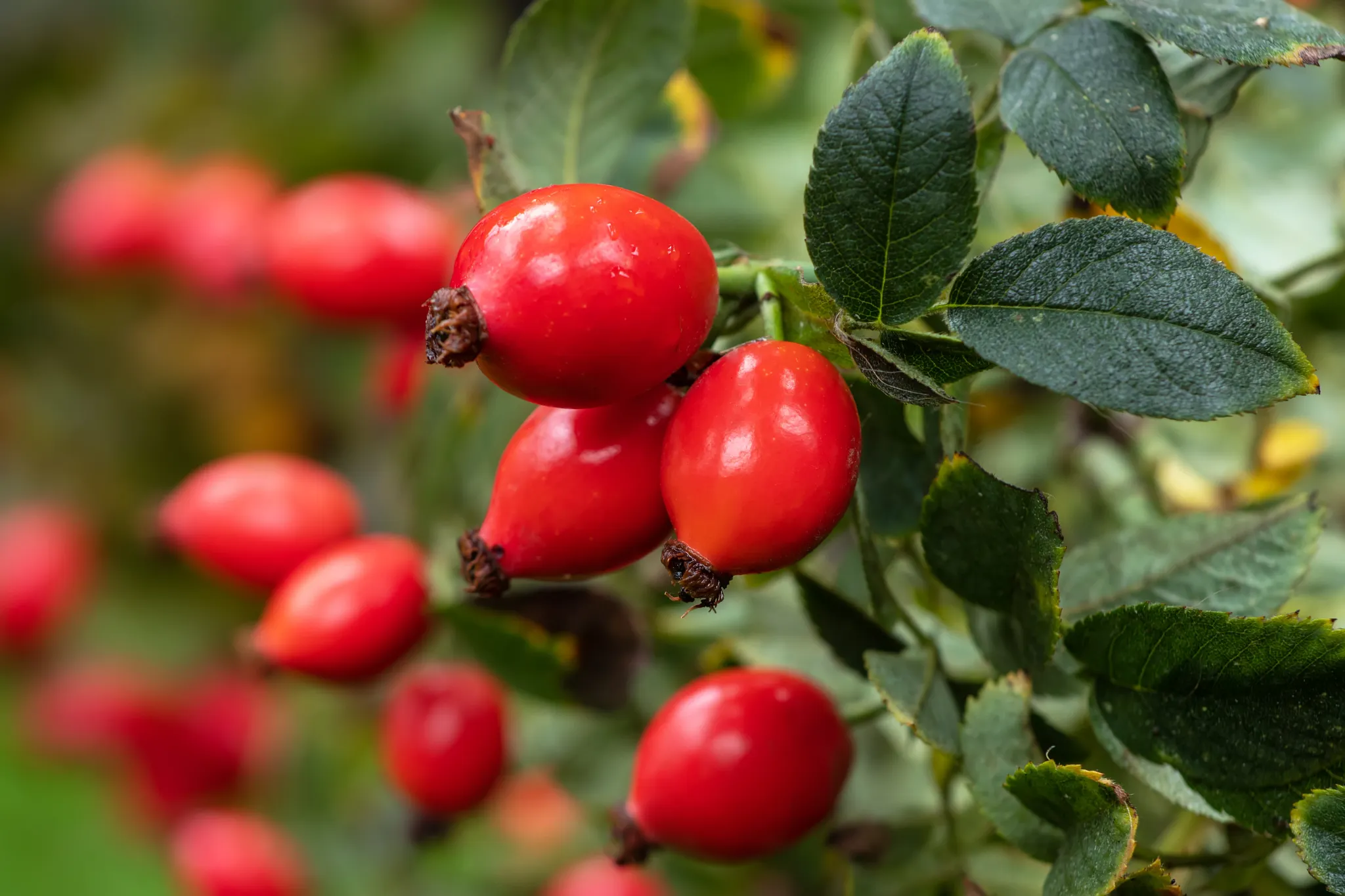 Rose hips for seed harvest