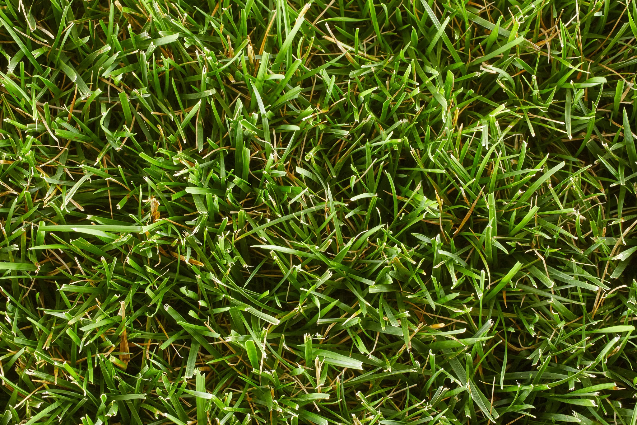 close-up Tall Fescue