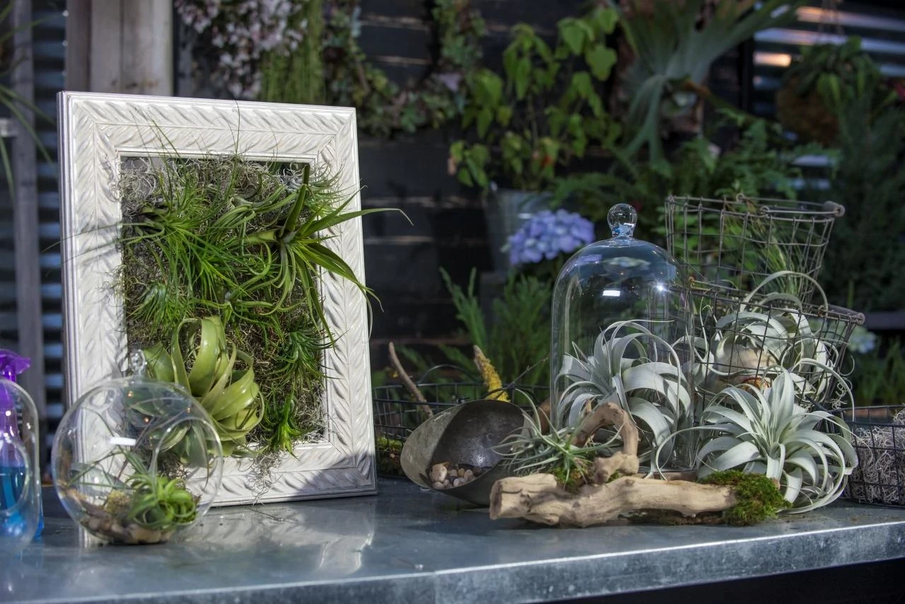wholesale air plants Shop Succulents Ionantha Tillandsia Air Plants, Assorted Mini Live Indoor Plant Bundle for Home Decor & Gifts, Low Maintenance, Natural Air Purifier main image 0
