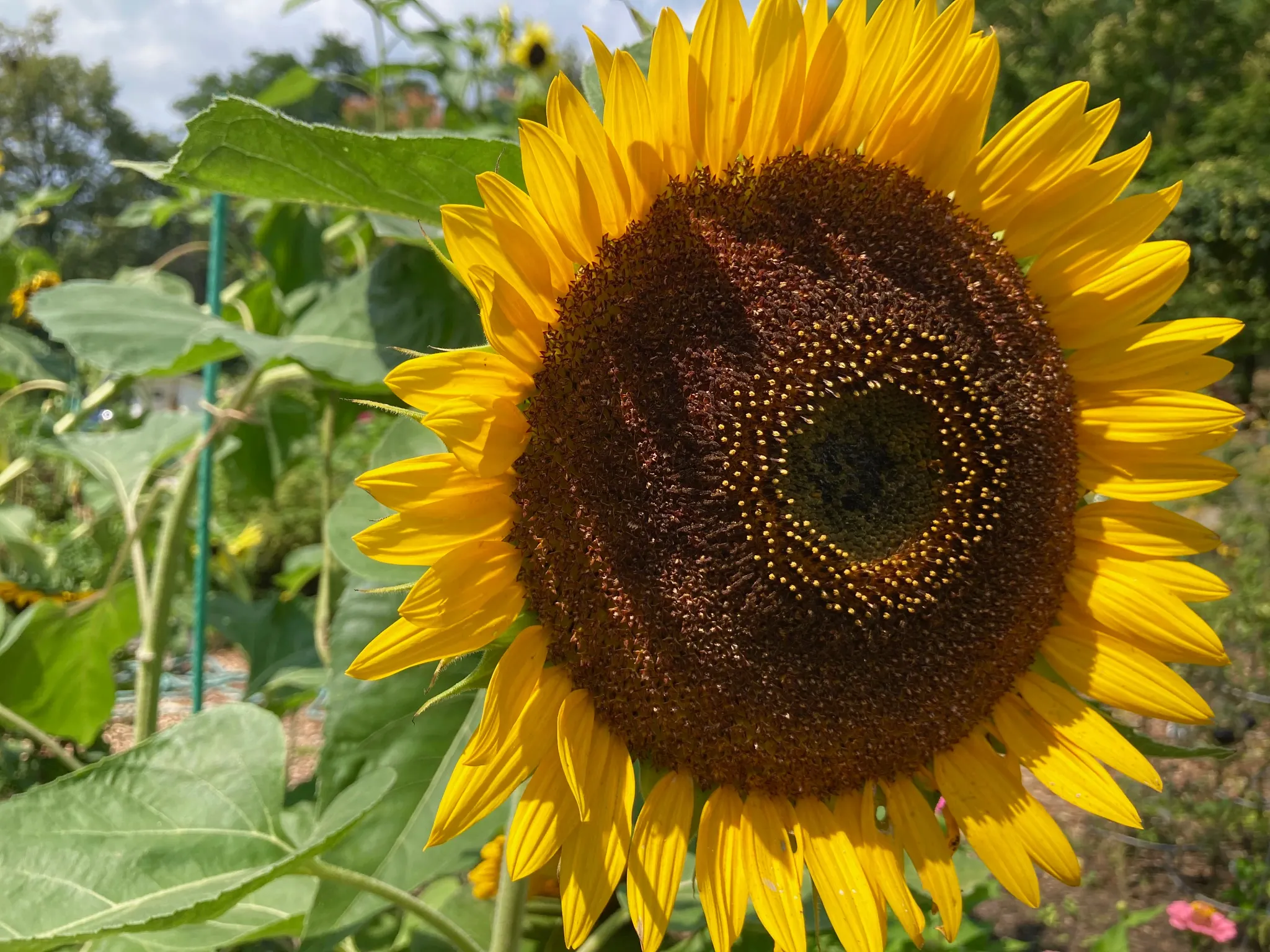 Giant sunflower in the garden