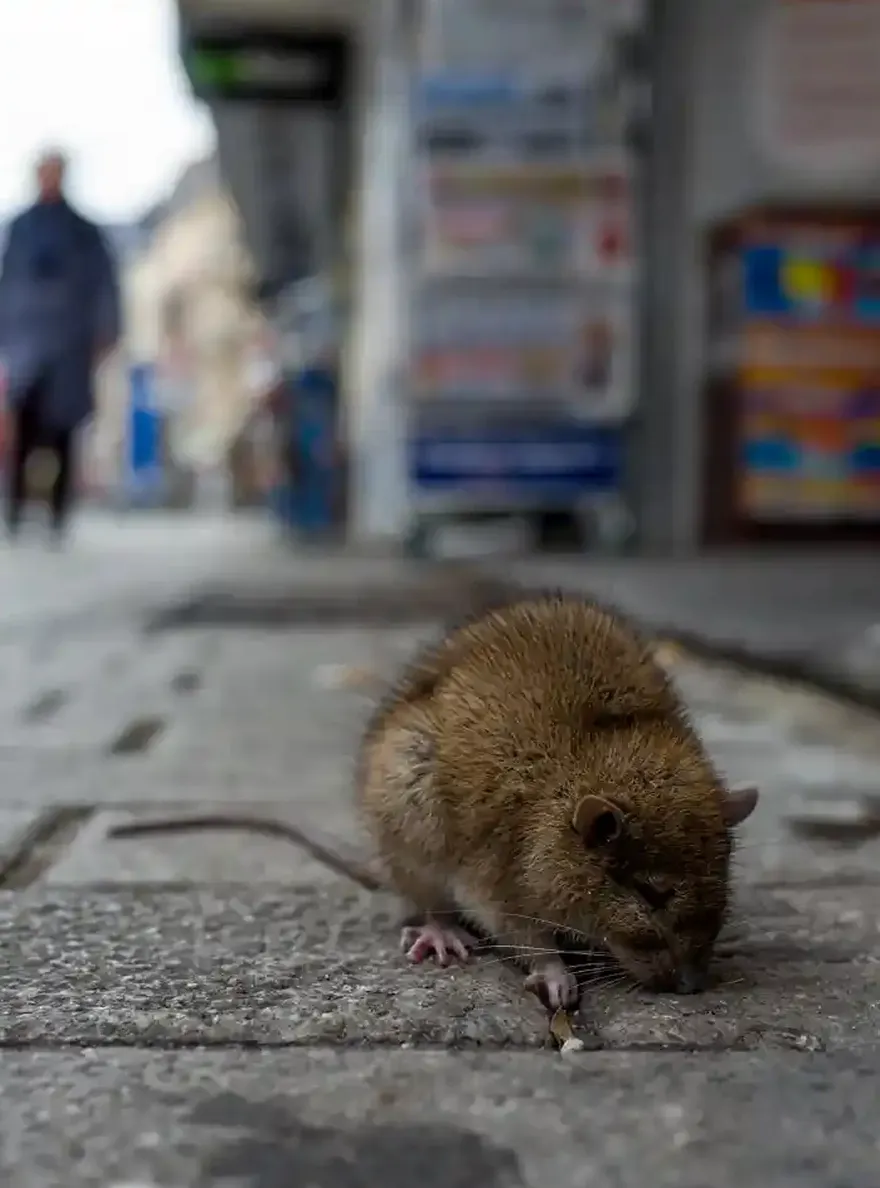Rat on a brick sidewalk in a city