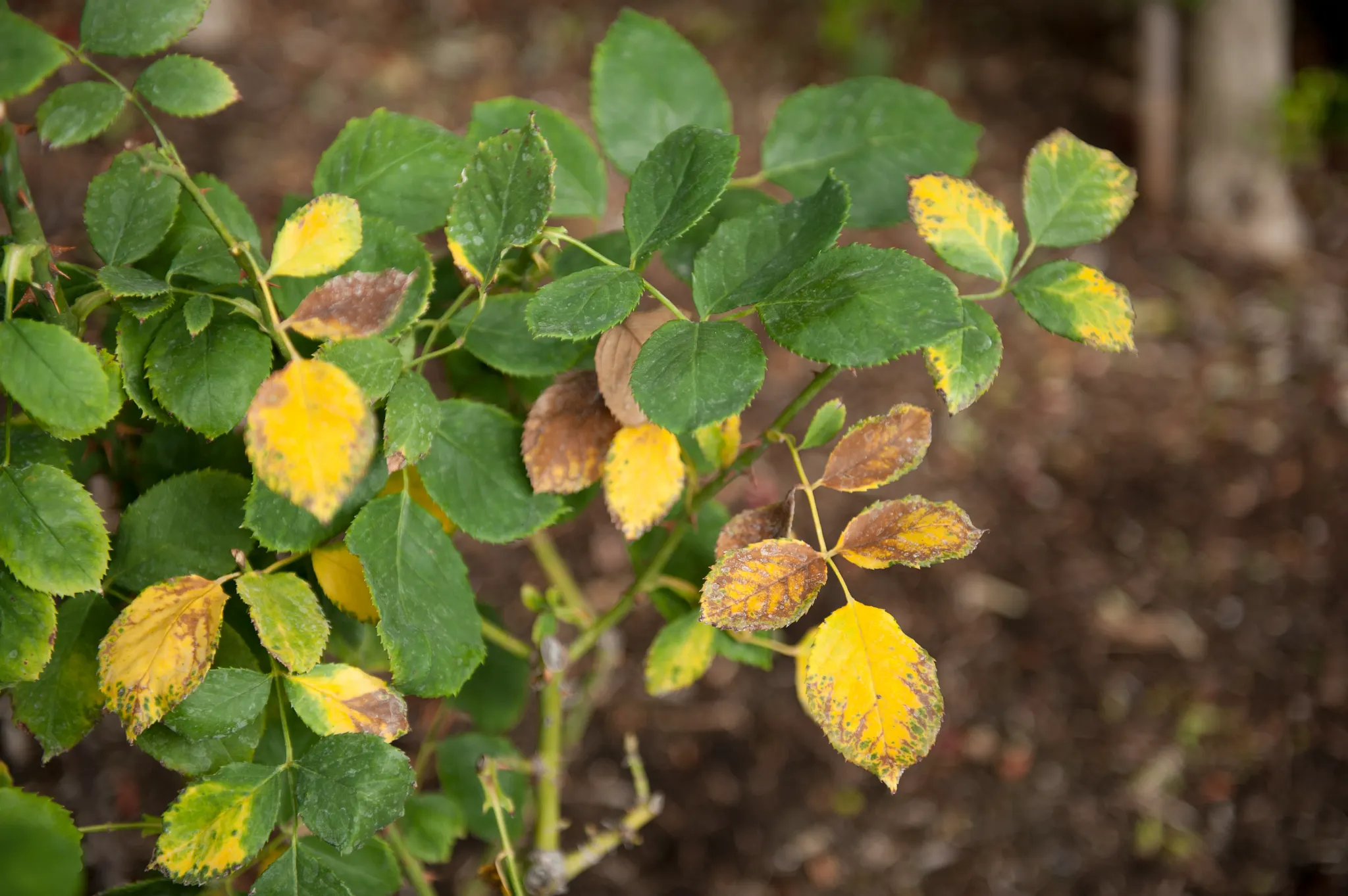 yellowing leaves on a rose bush