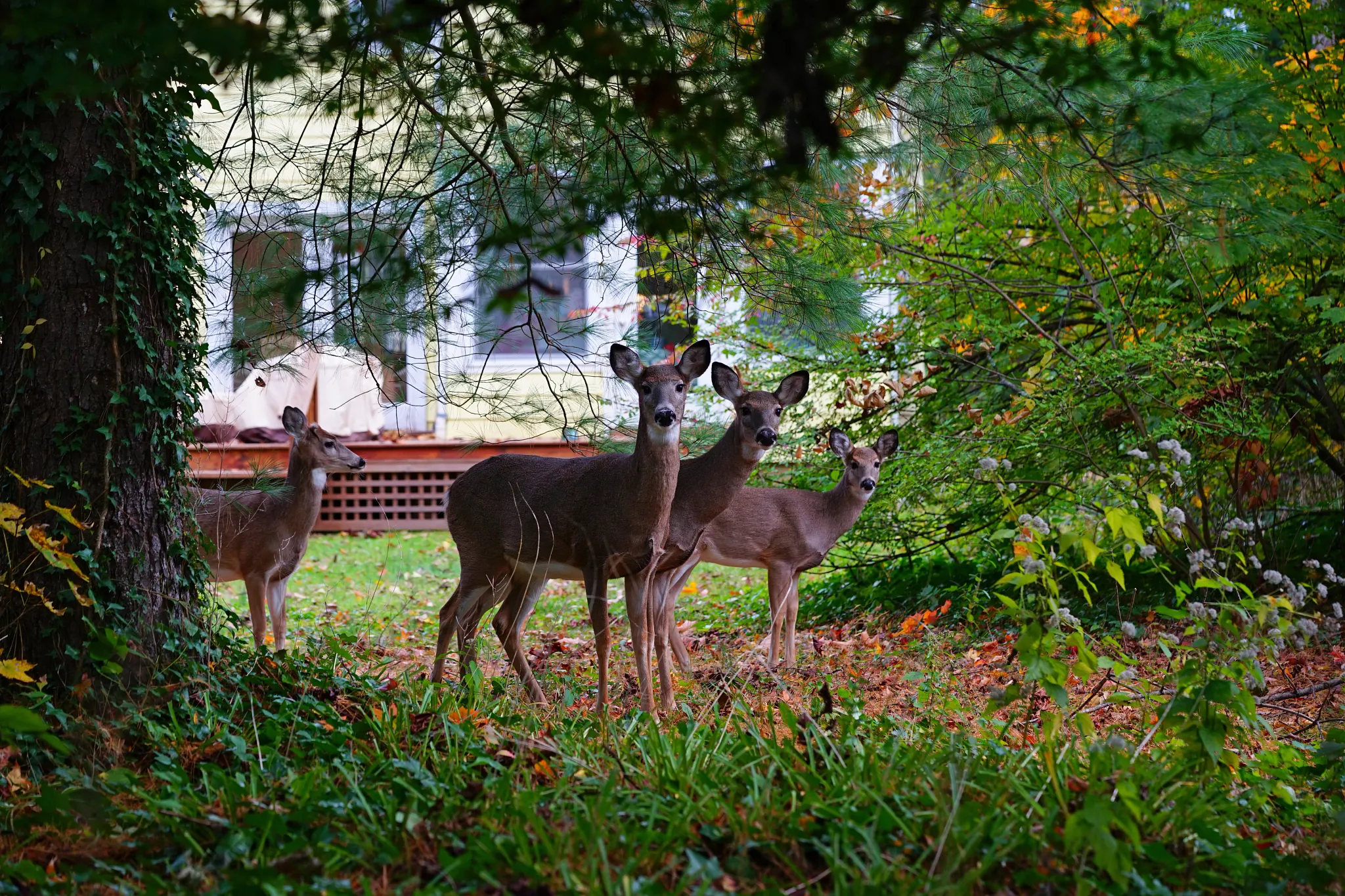 Deer in the fall in a suburban New Jersey backyard