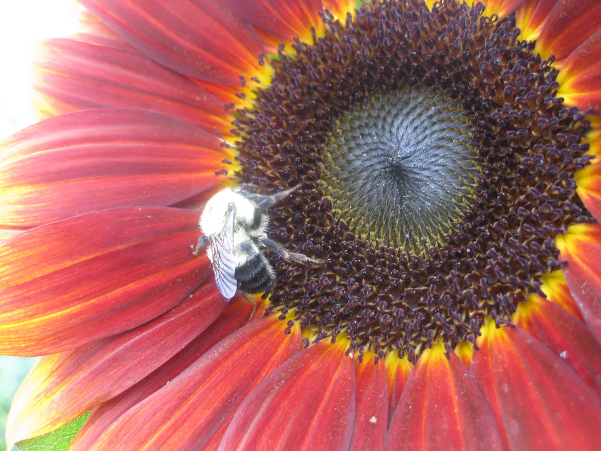 Bee feeding on a red sunflower