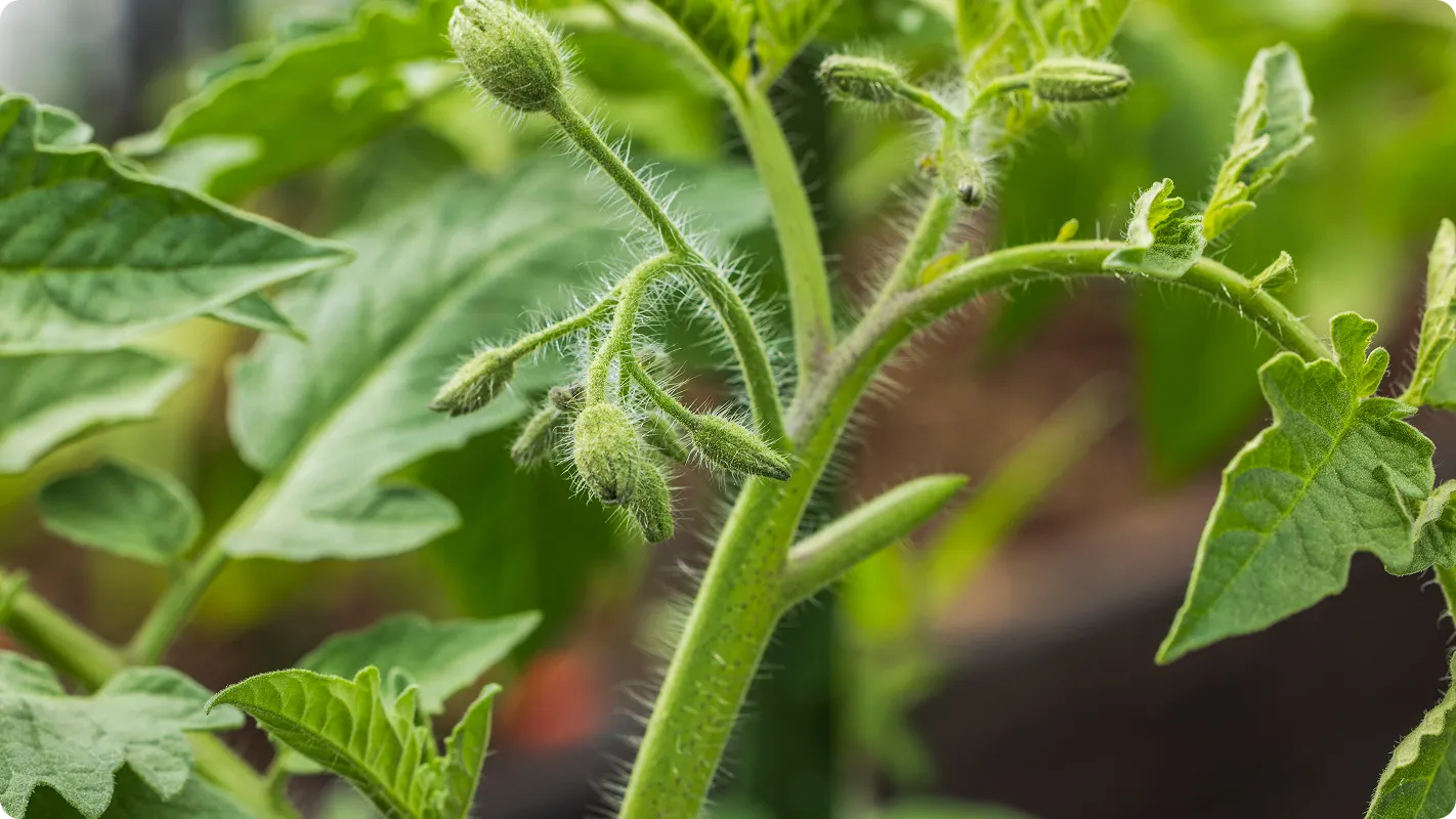 Close up of buds on a tomato plant