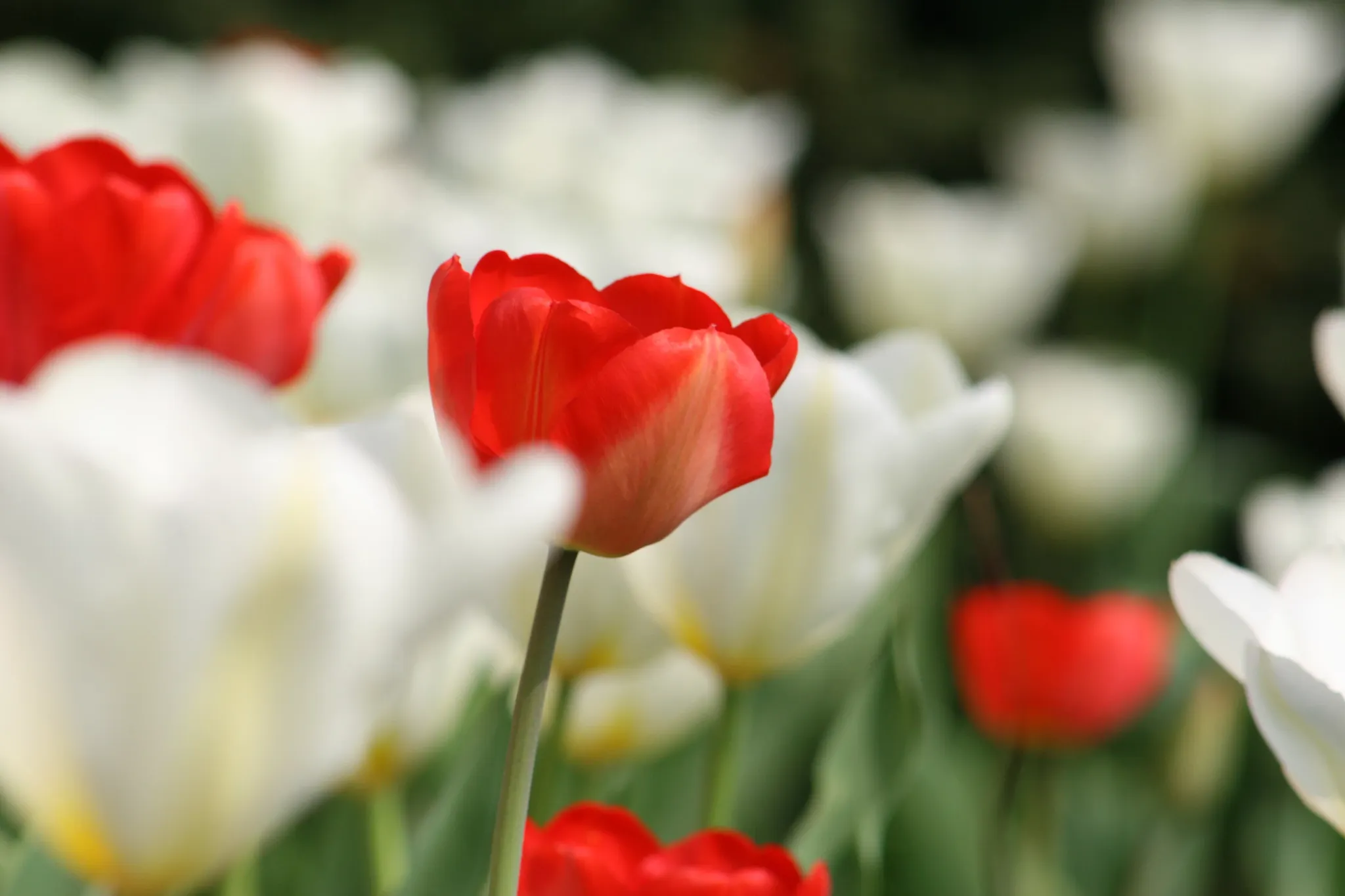red tulip surrounded by white tulips