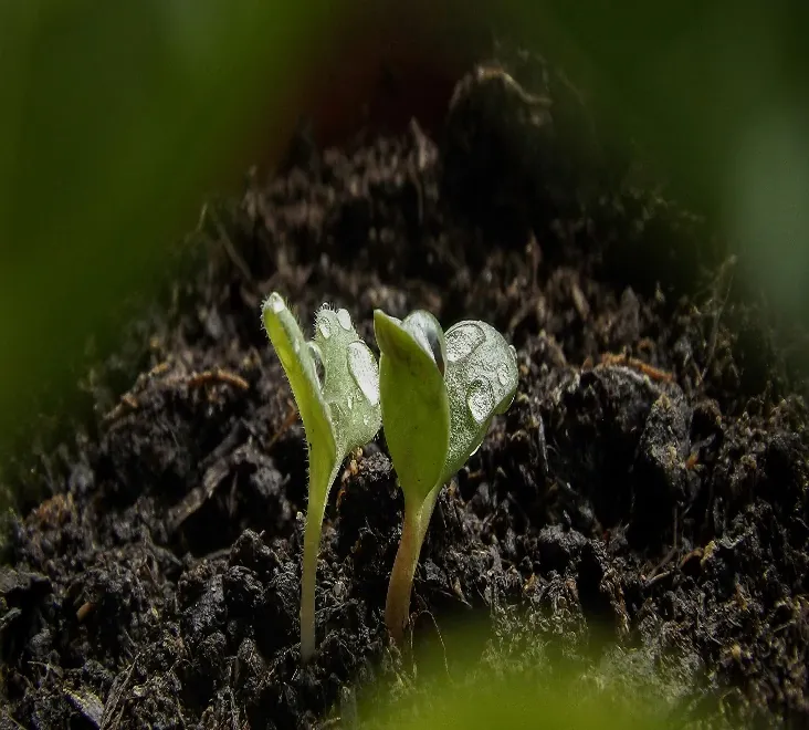 Plants sprouting from the dirt