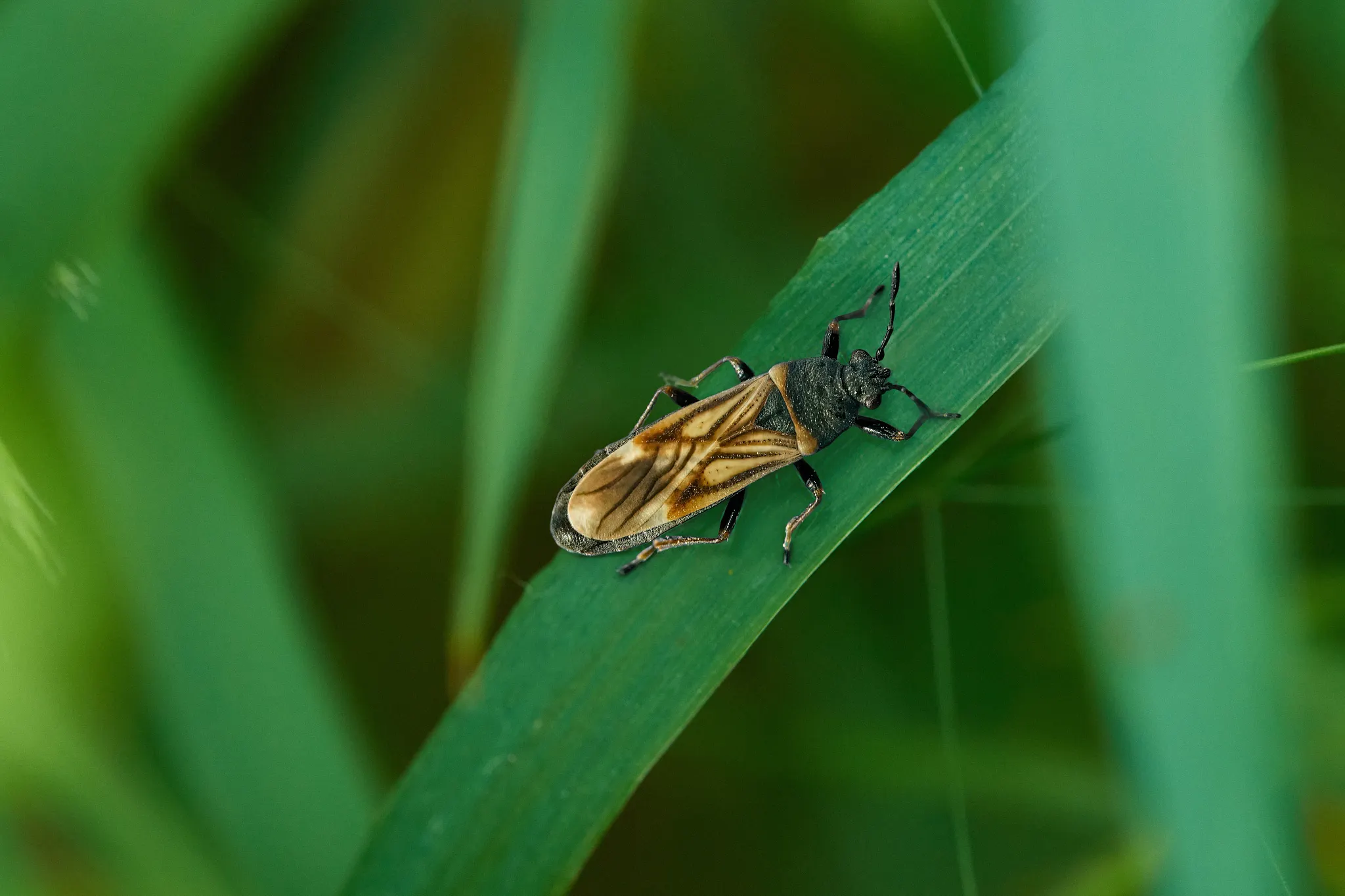 A chinch bug on a blade of grass