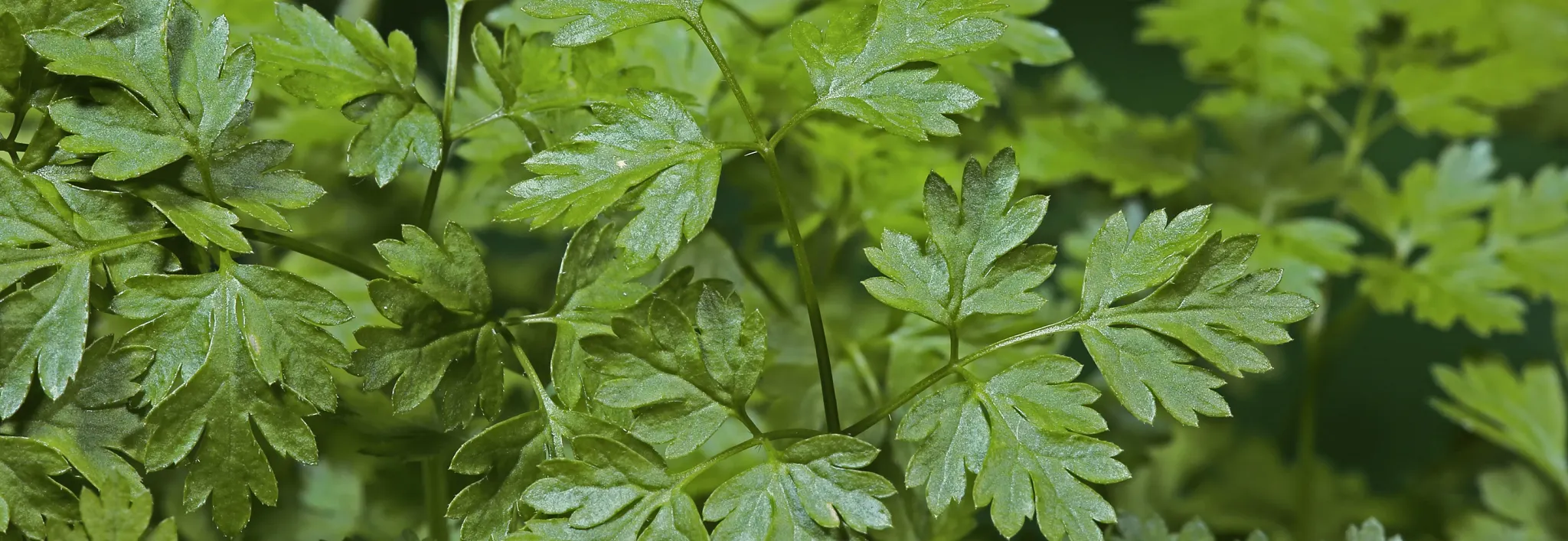A close-up shot of vibrant green, feathery chervil leaves growing tightly together, positioned below headline text reading "...And If you like potatoes, grow Japanese sweet potatoes" and brief body copy describing Japanese sweet potato flavor profile and texture.