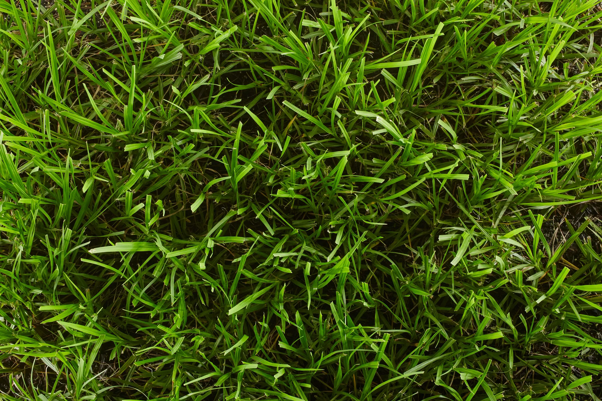 Close-up, top view of bahia grass