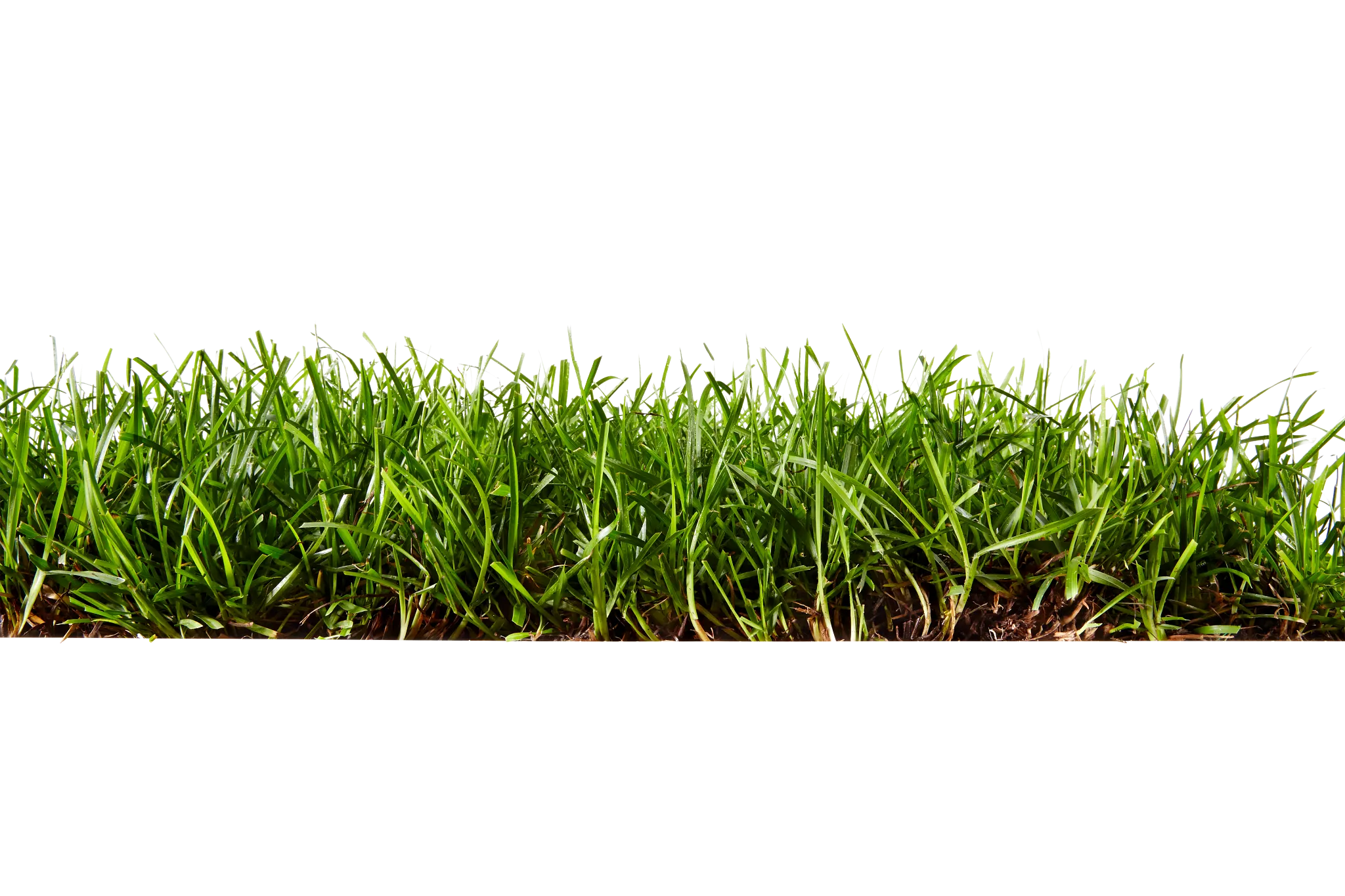 A side cut-away view of a centipedegrass lawn