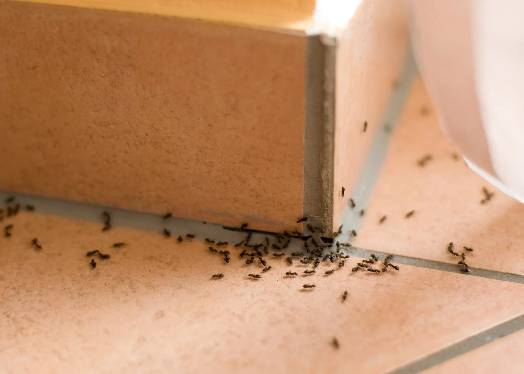 ants crawling up the corner tile of a room