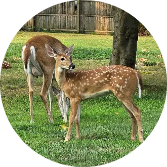 Deer & Other Pests