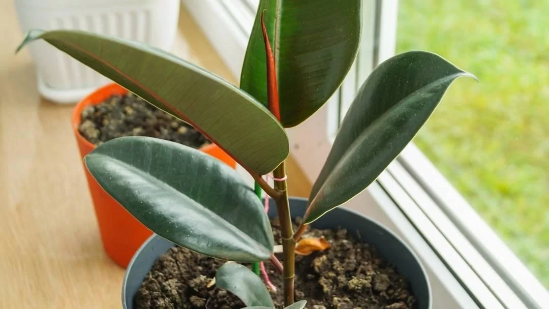 anthurium 023 2015-03 raw Anthurium (RL x FS) ‘Rouge’ x self