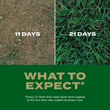 Scotts&reg; Turf Builder Rapid Grass&trade; Southern Gold&reg; Blend for Tall Fescue Lawns image number null