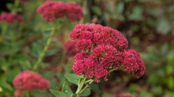 Close up of a Sedum