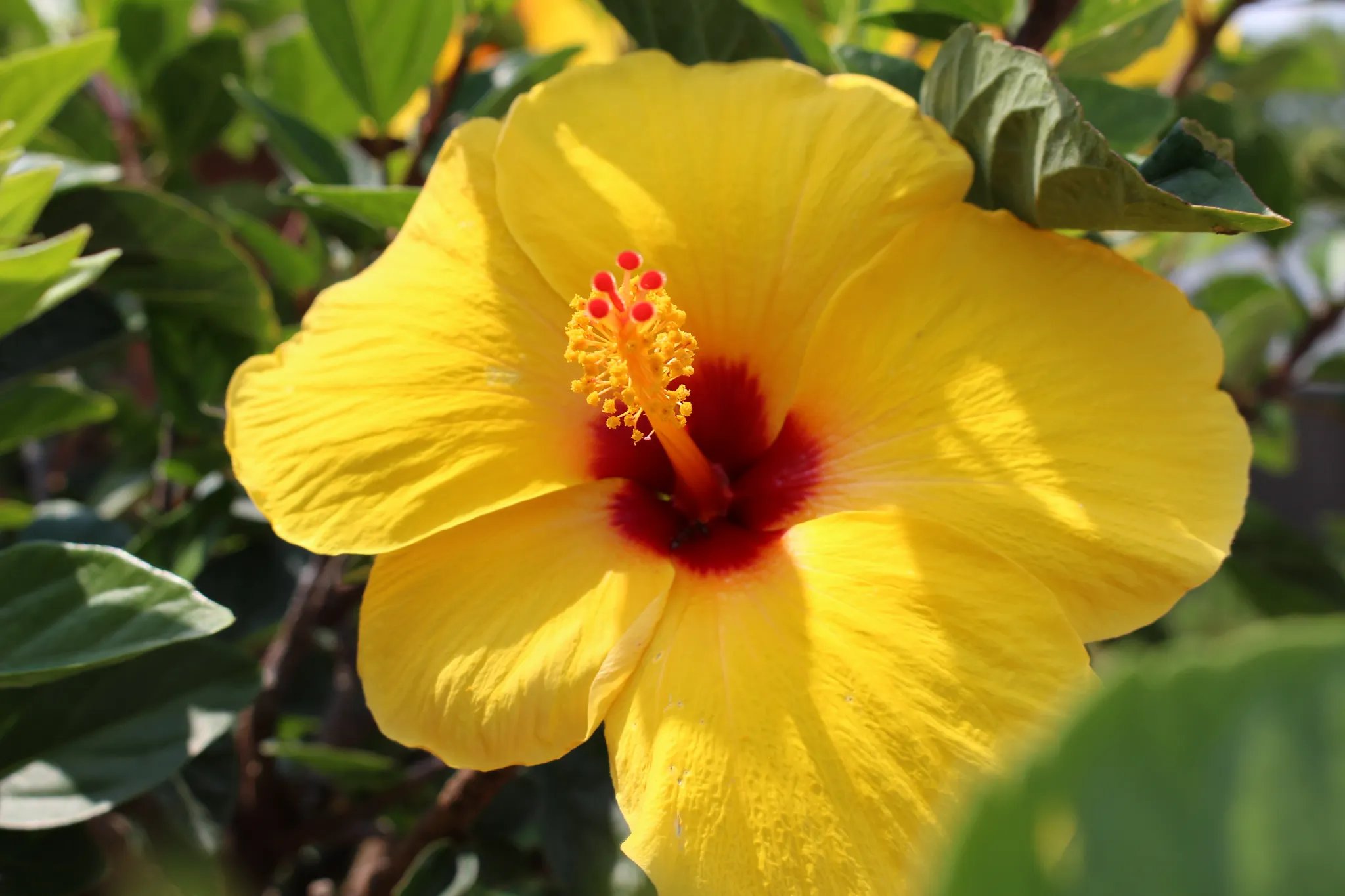 Yellow tropical hibiscus flower