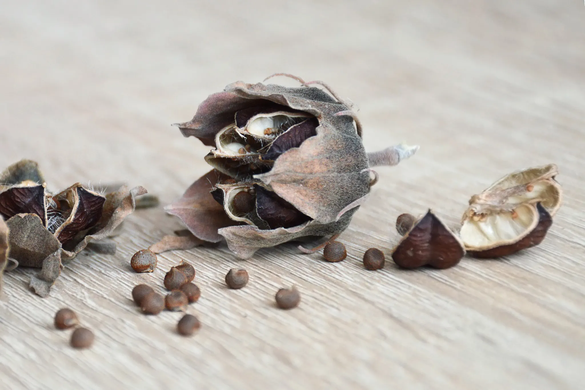 Dry seeds of hibiscus moscheutos