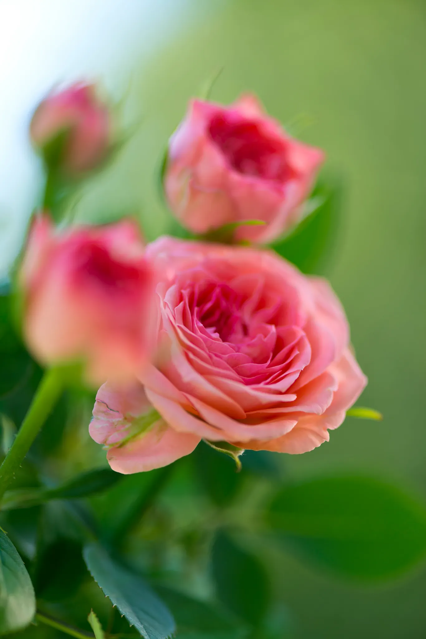 pink rose flowers