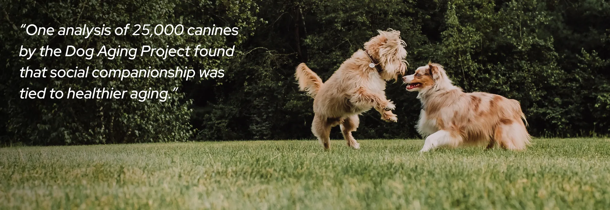 dogs playing