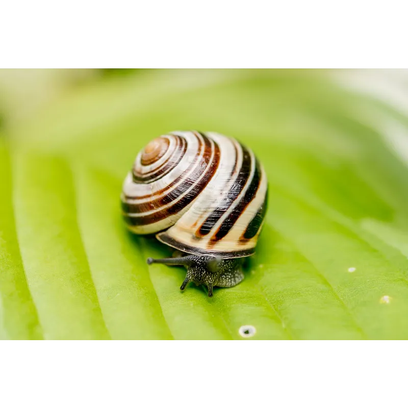 Slug B Gon Slug and Snail Bait image number 5.0