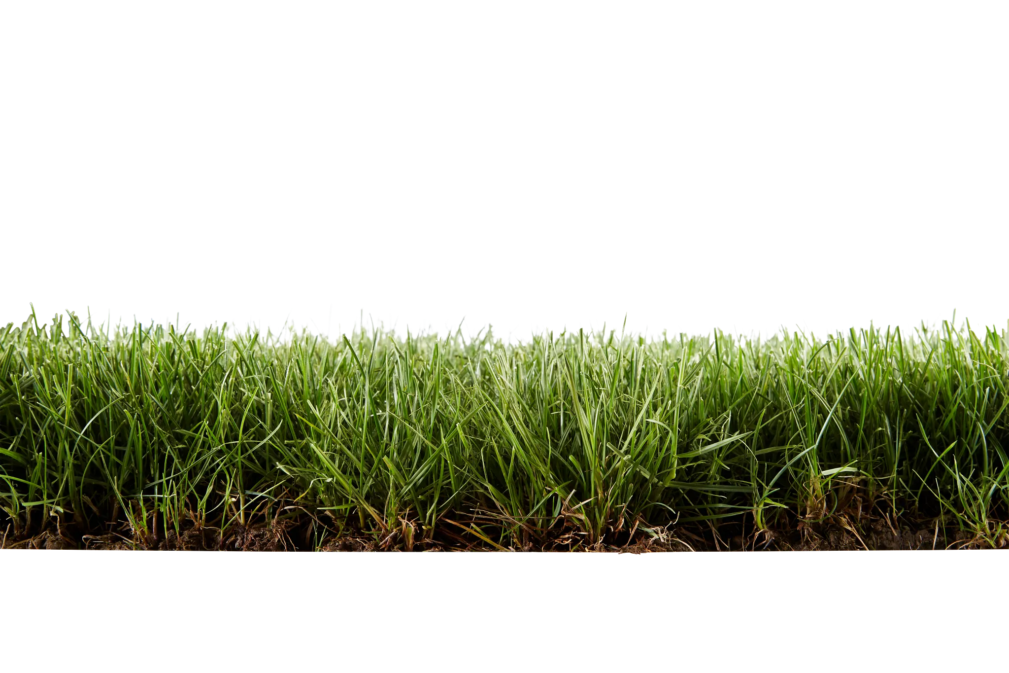 Side cut-away view of a Kentucky bluegrass lawn.