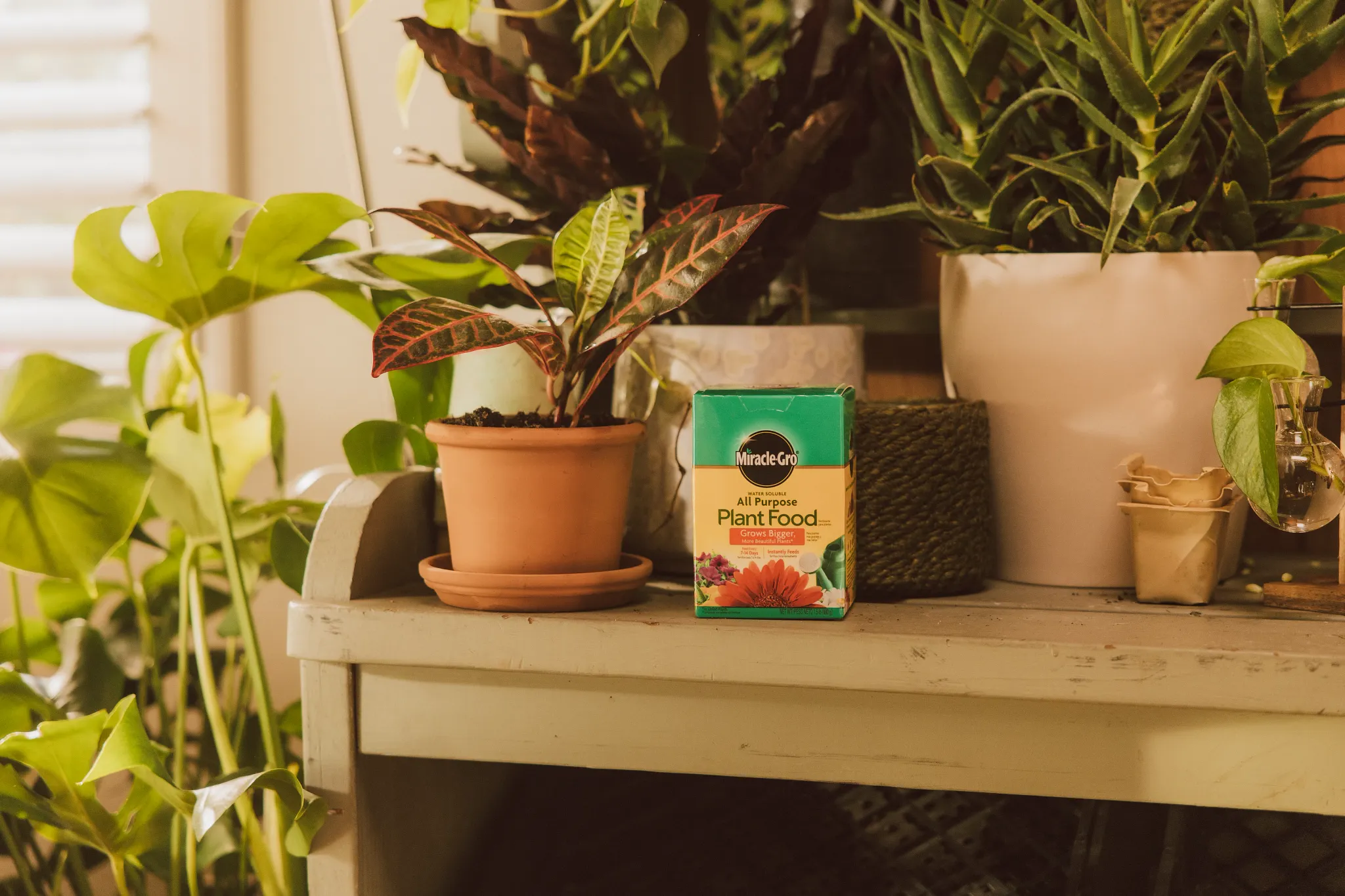 Image of a plant and plant food