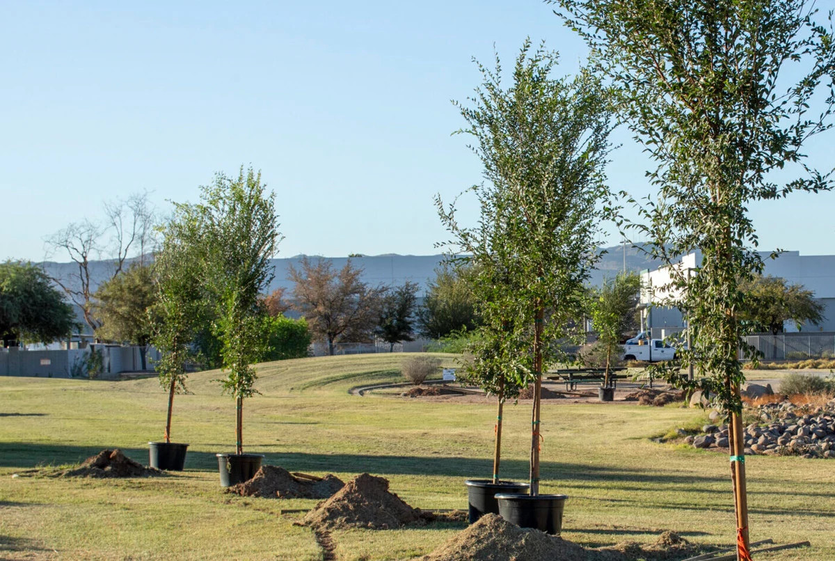 Planting trees at Barrios Unidos Park in Phoenix, Arizona