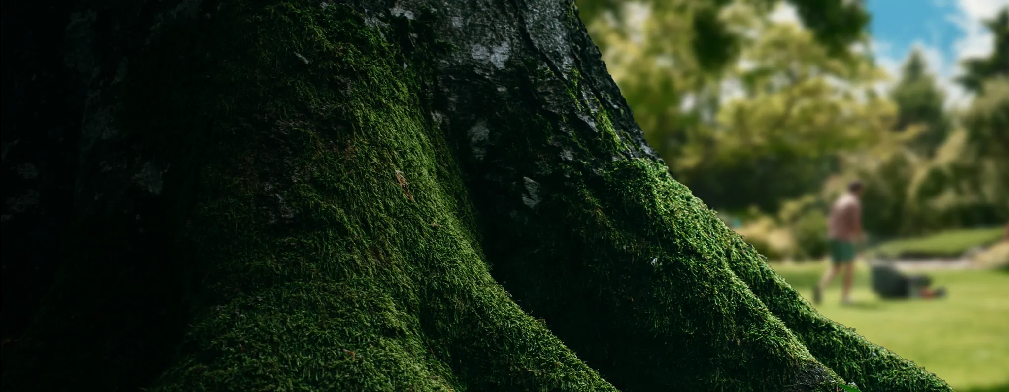 Close up of the base of a large tree covered in bright green moss